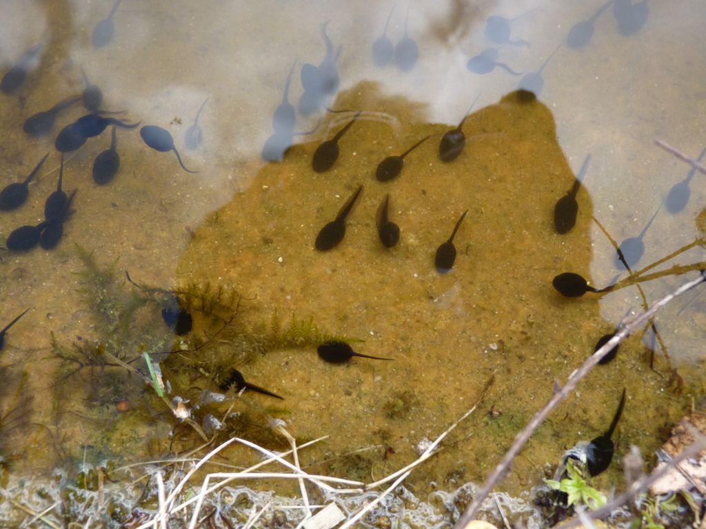 toad tadpoles at North Pond
